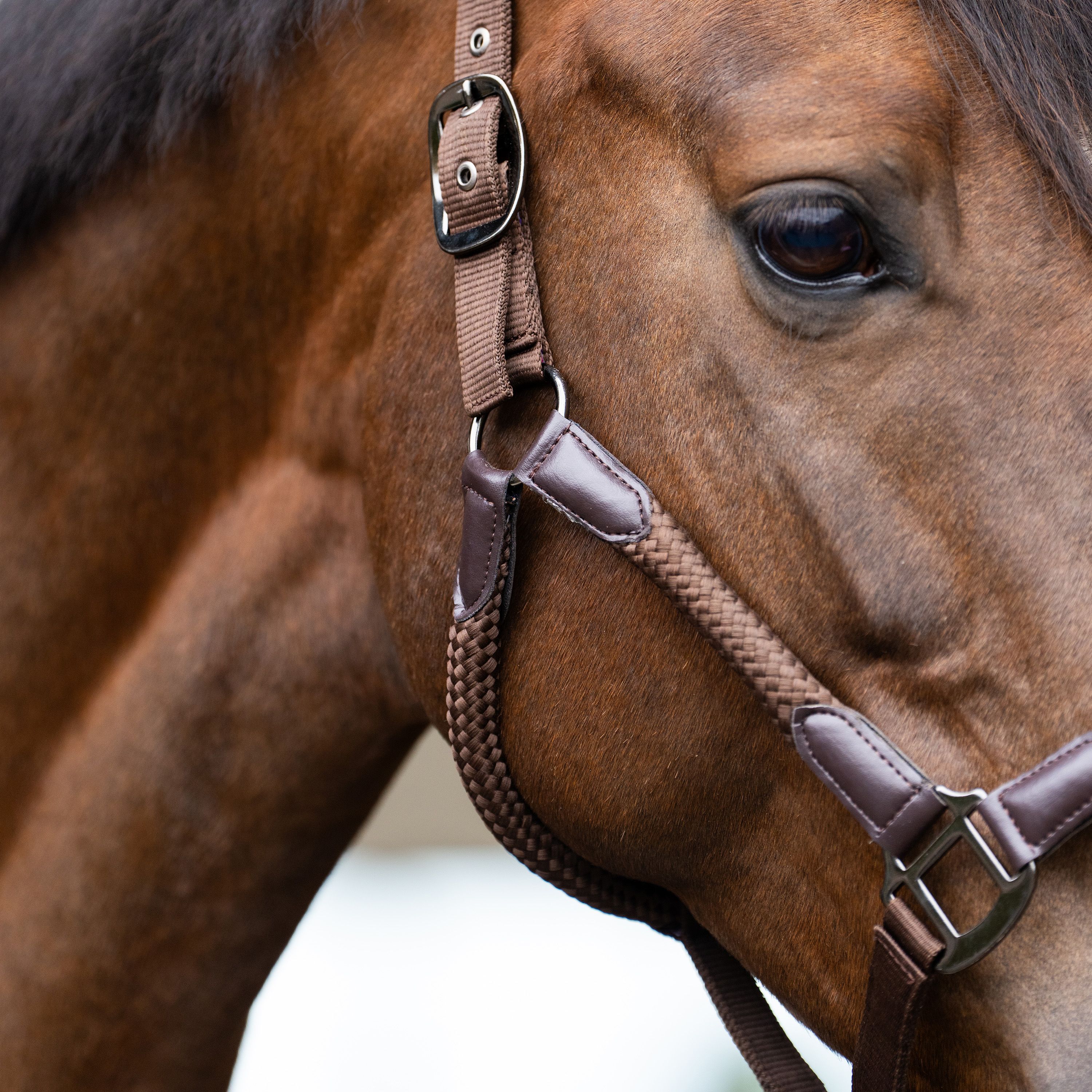 Imperial Riding IRHLaura Headcollar