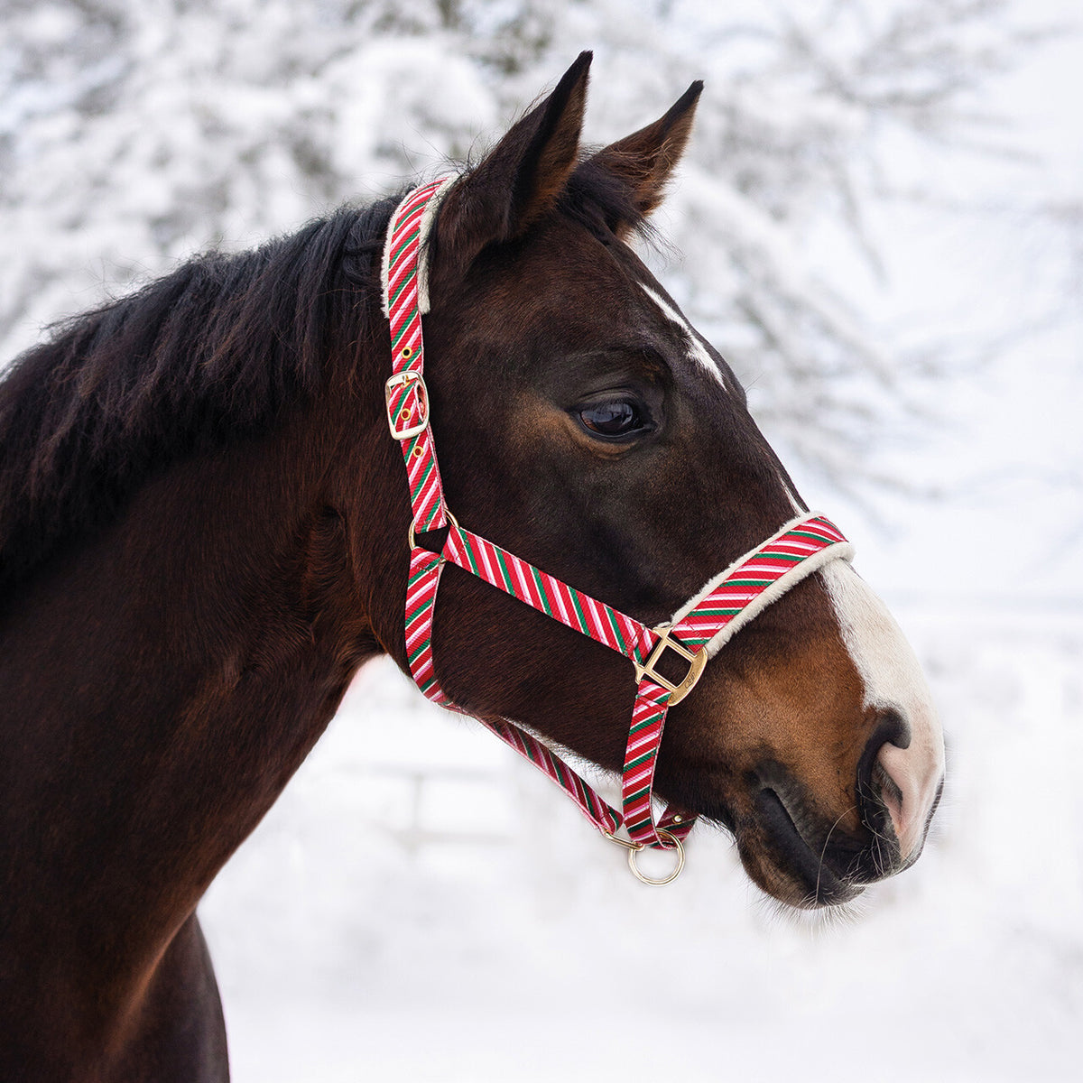 QHP Jolly Stripe Christmas Head Collar