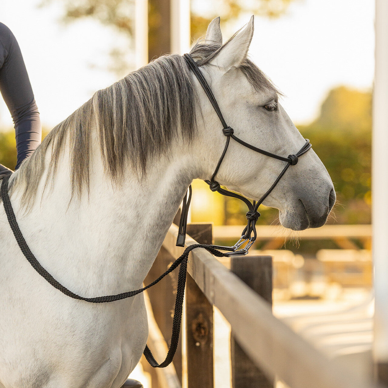 QHP Rope Halter Leather Liberta