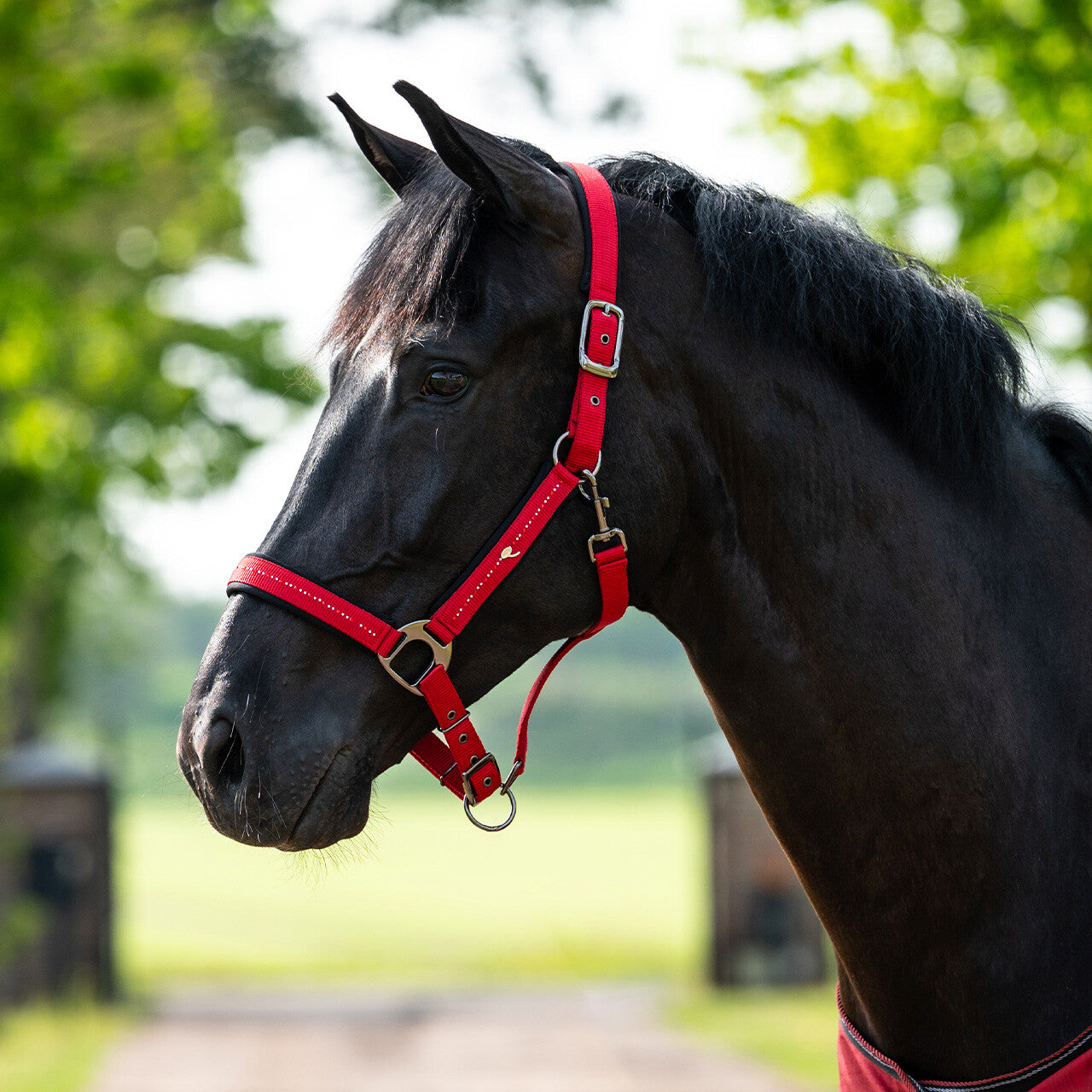 QHP Head Collar Oakleigh