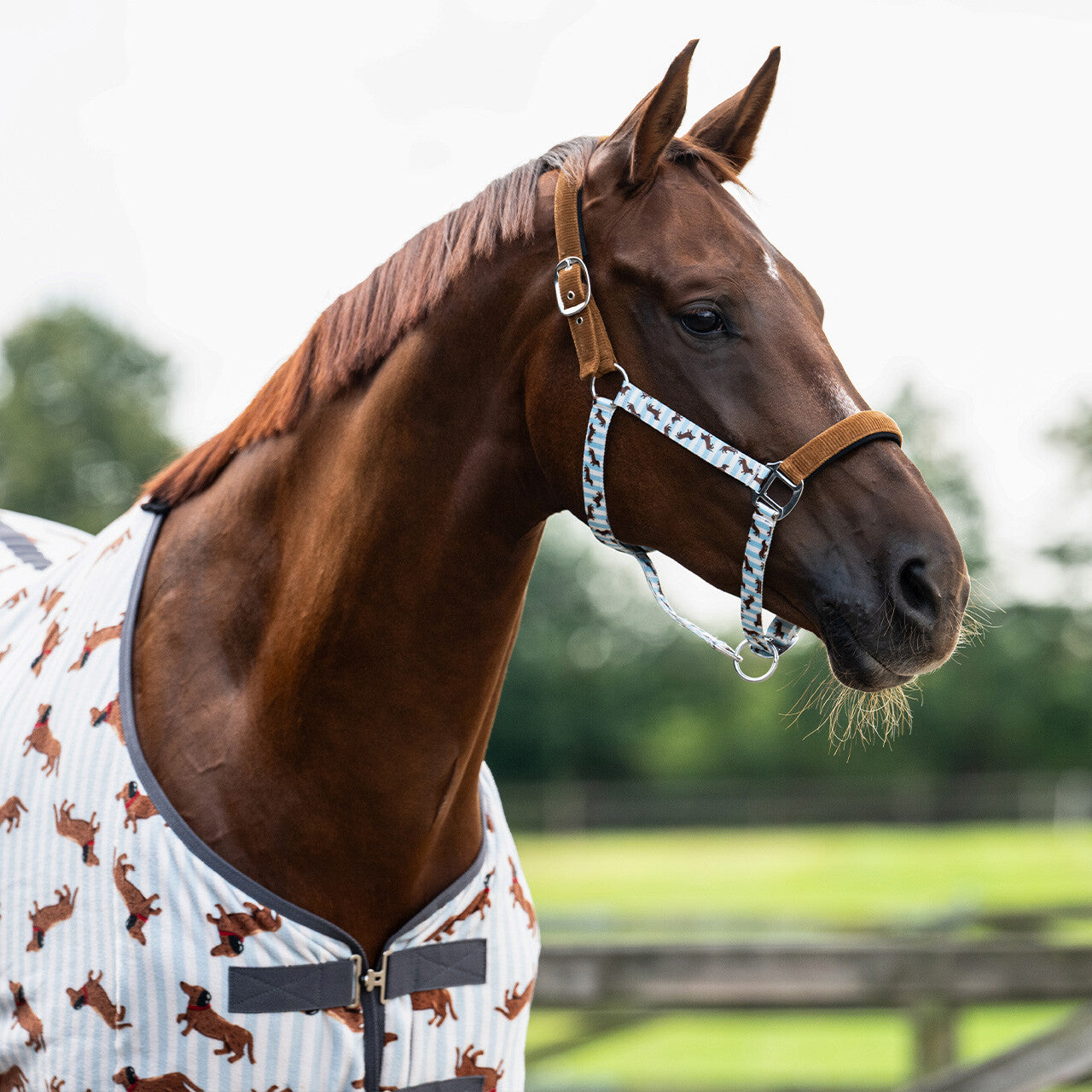 QHP Stable Buddy Head Collar Set - OUTLET