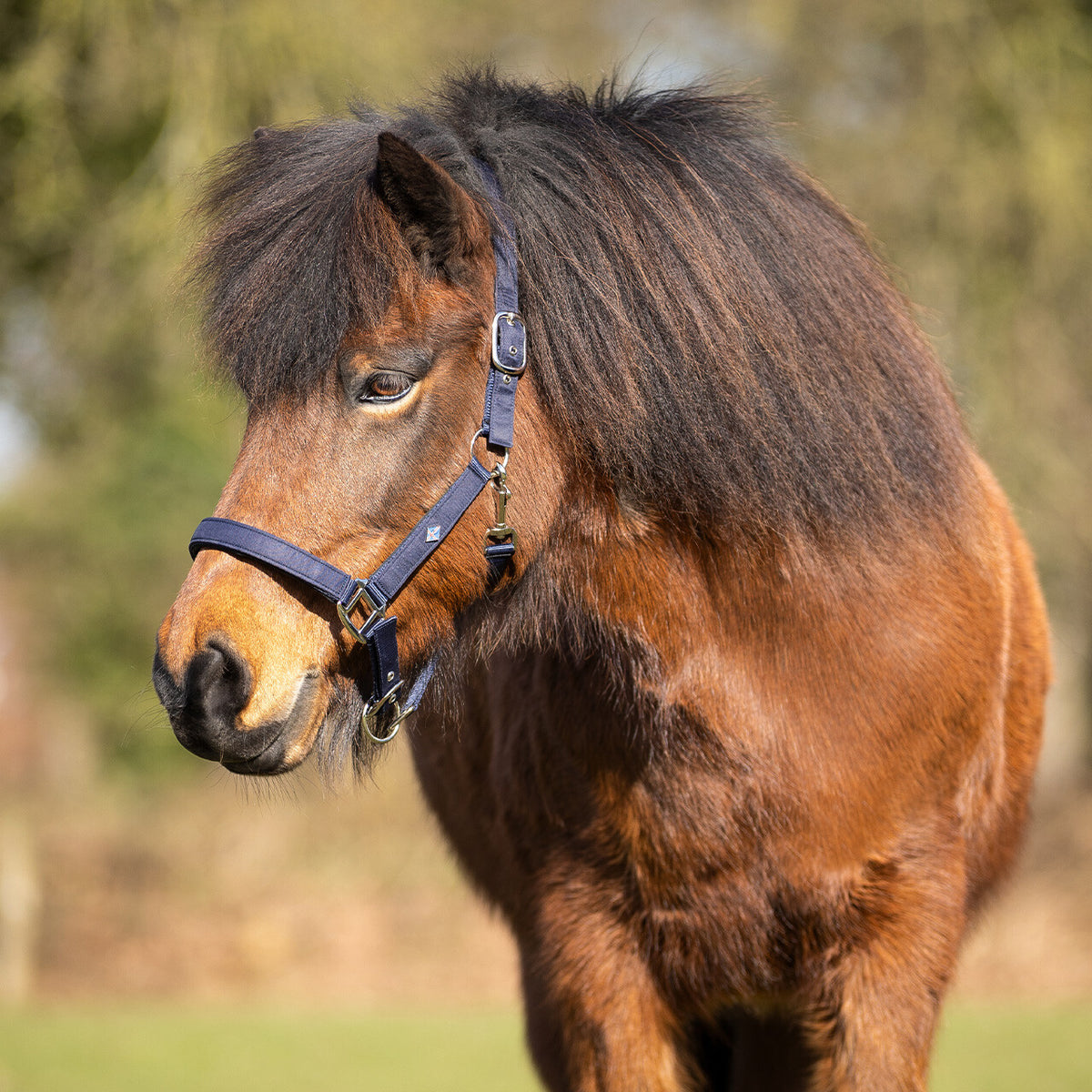 QHP Fjara Icelandic Head Collar