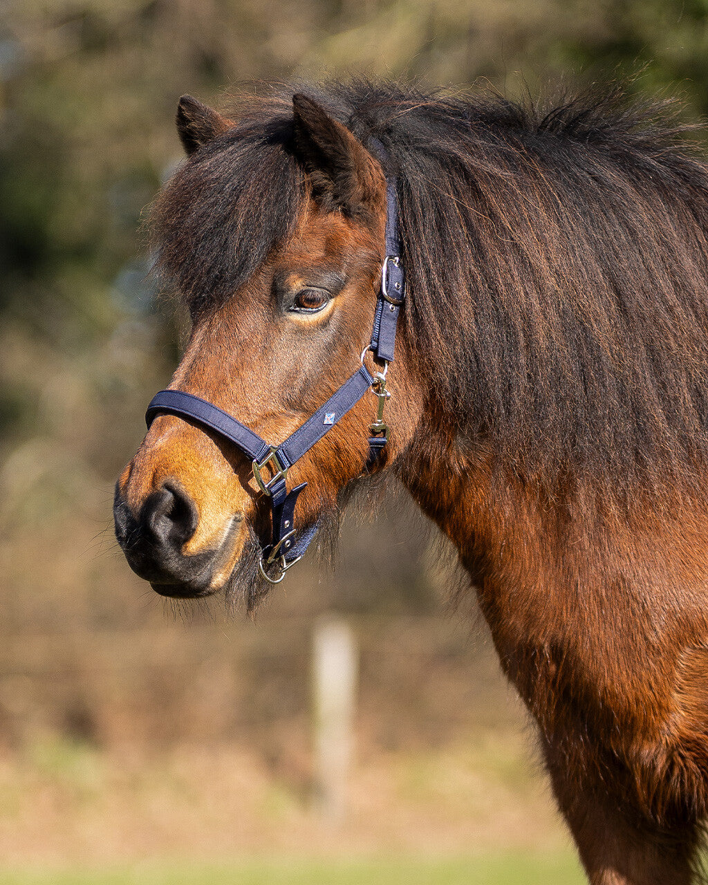 QHP Fjara Icelandic Head Collar