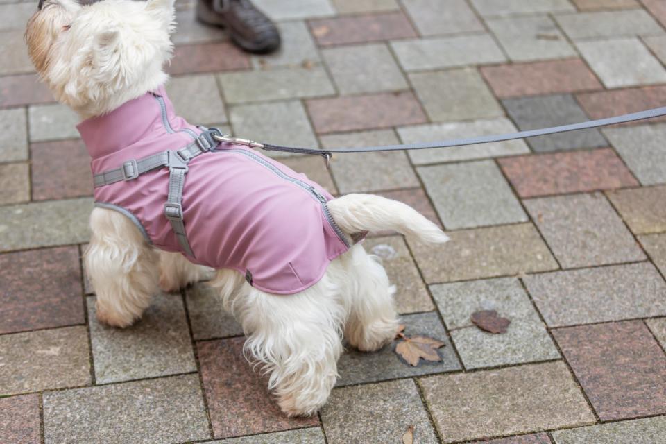 Trixie Pontis Regn Hundedækken Med Sele