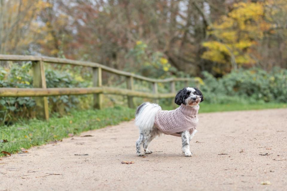 Trixie Norwood hundpullover