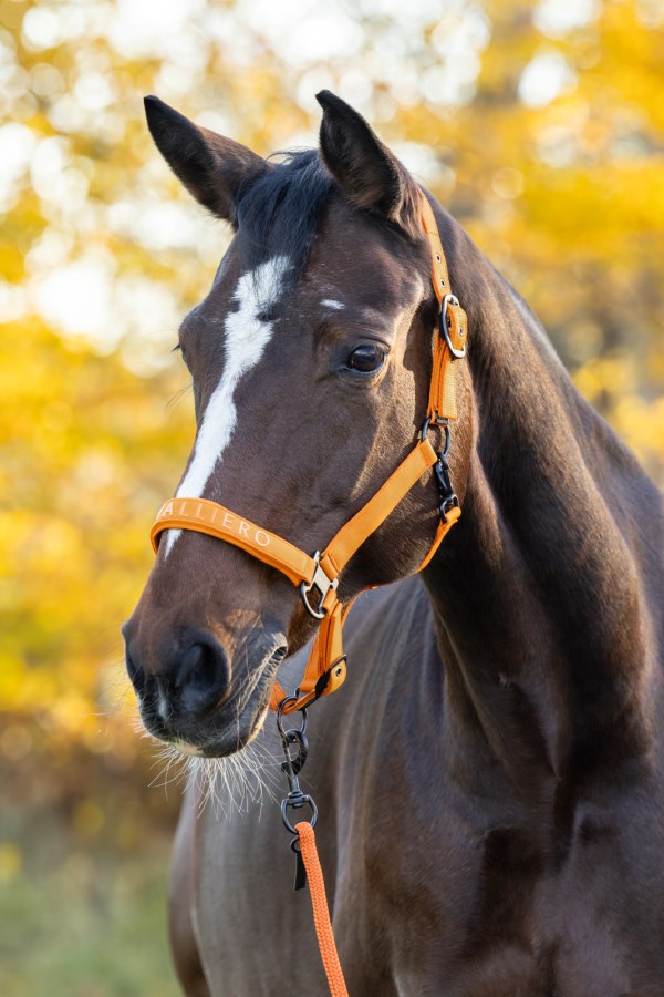 Covalliero Halter