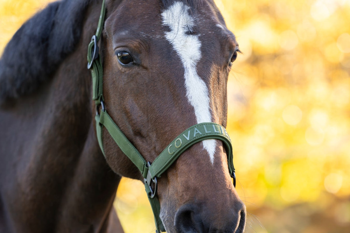 Covalliero Halter