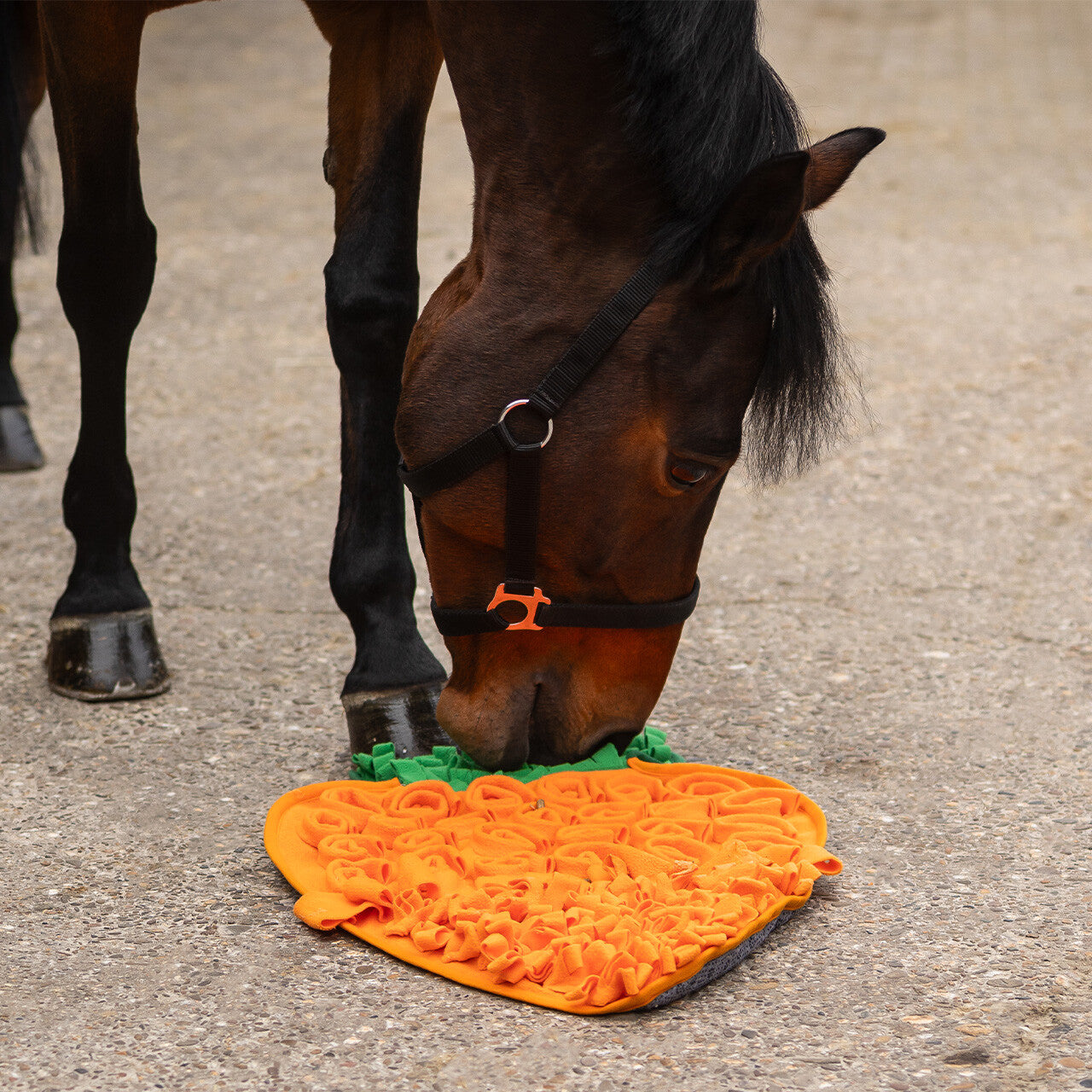 QHP Snusemåtte Til Hest