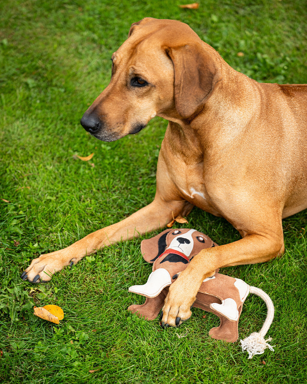 QHP 3D Stable Buddy Beagle Dog Toy