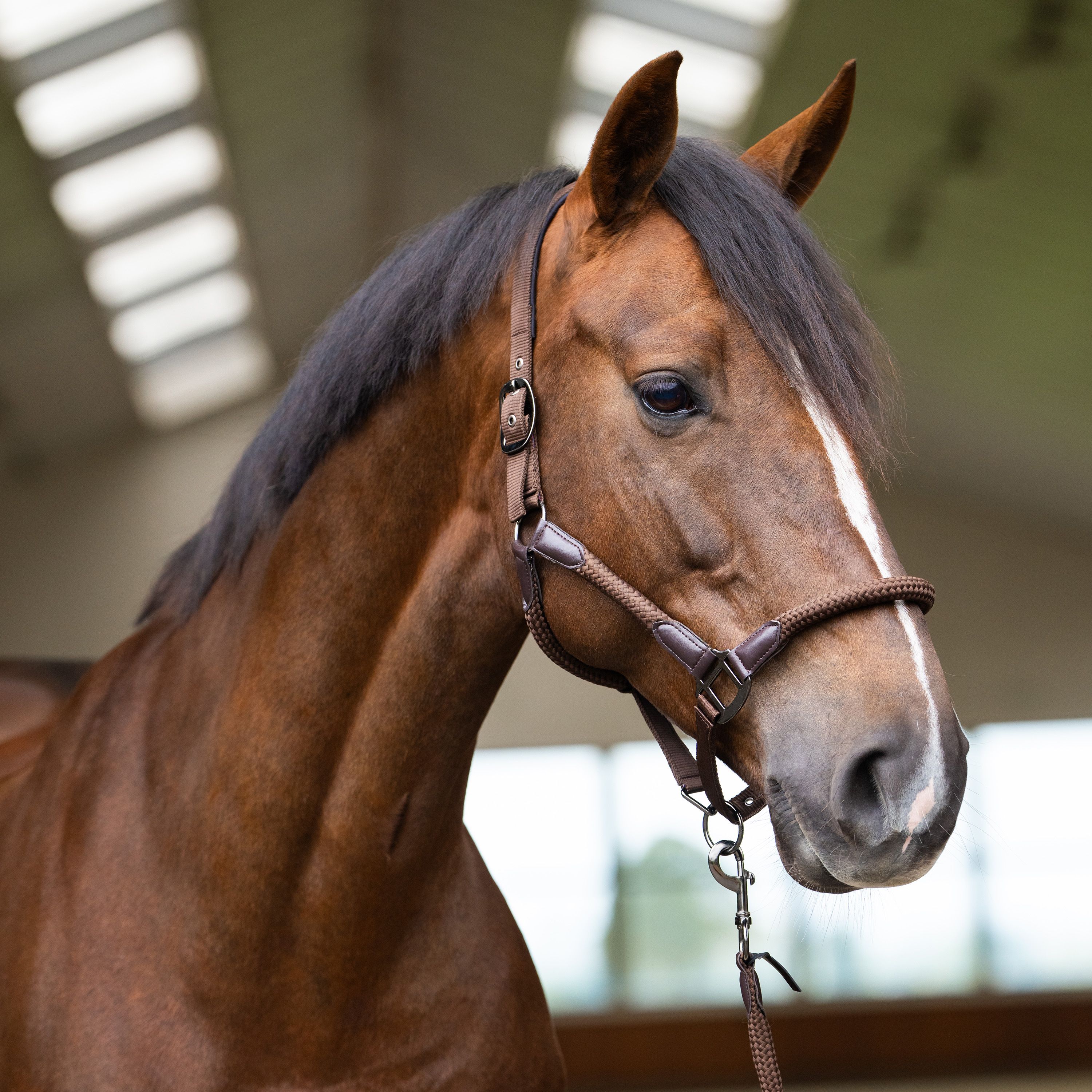 Imperial Riding IRHLaura Headcollar