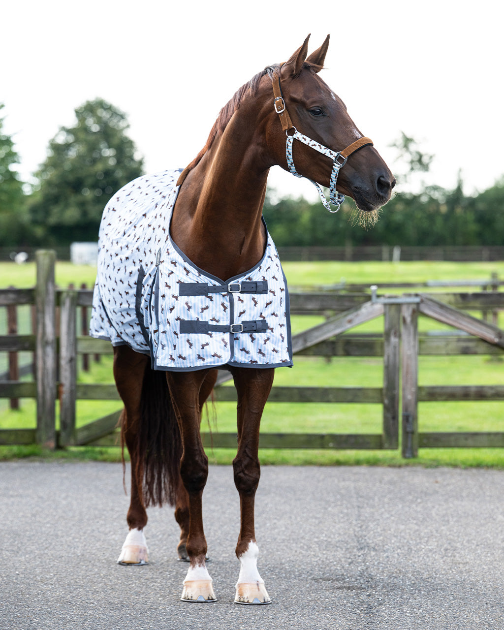QHP Stable Buddy Dachshund Fly Sheet