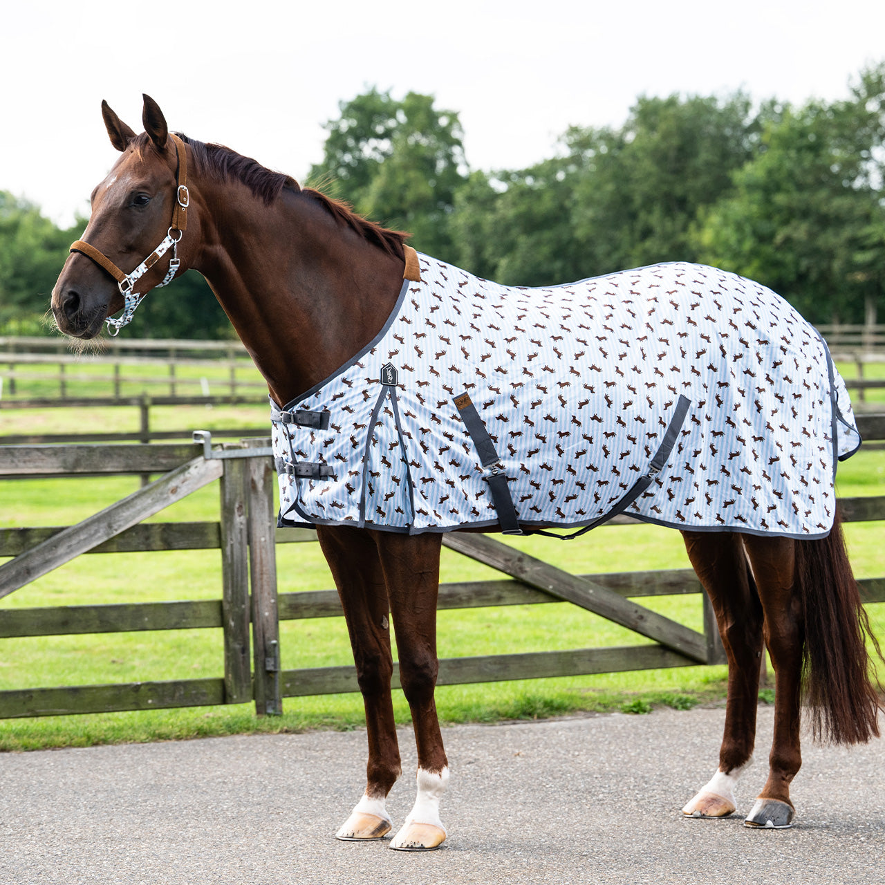 QHP Stable Buddy Dachshund Fly Sheet