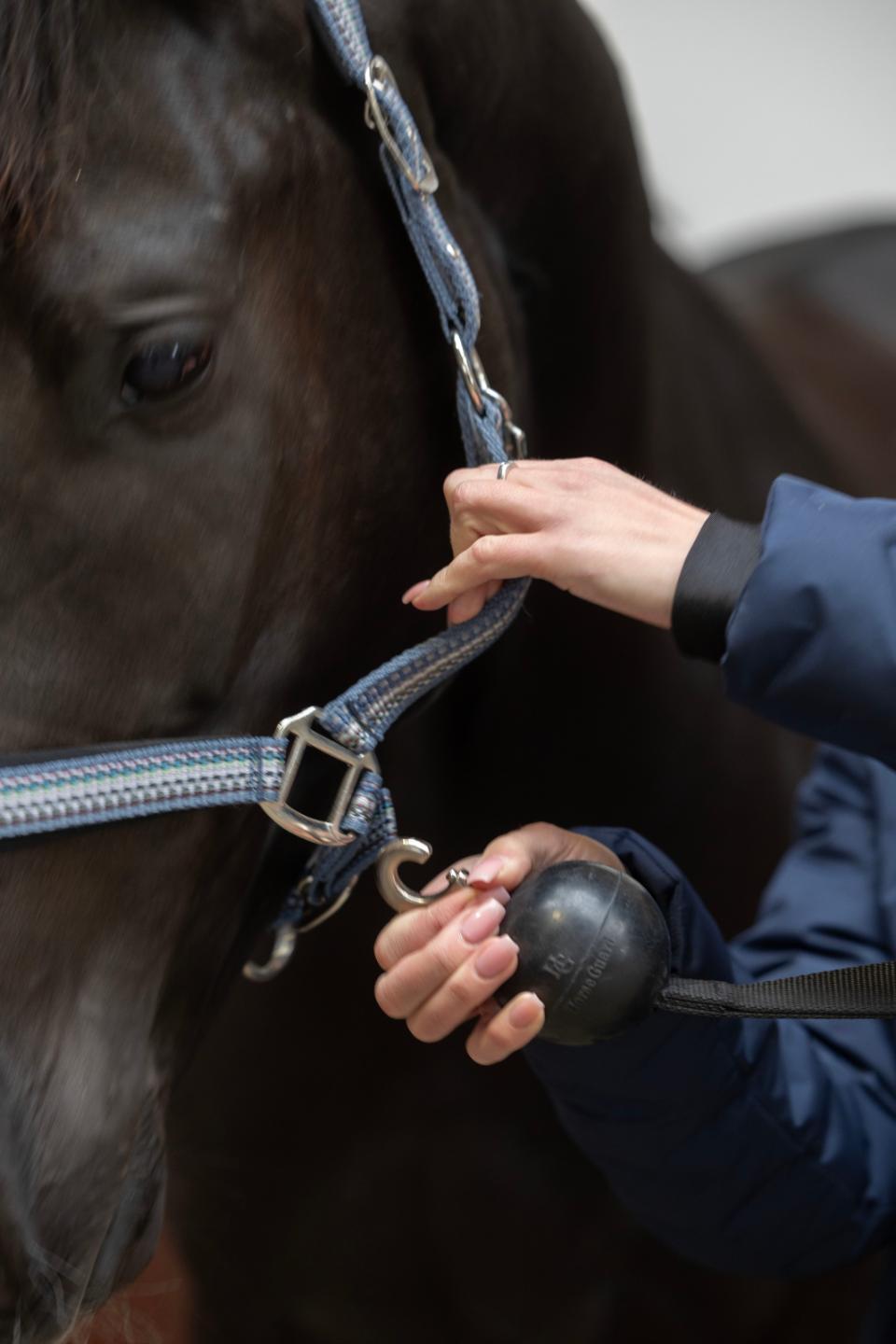 HorseGuard Væg-Strop Med Beskyttende Gummikugle