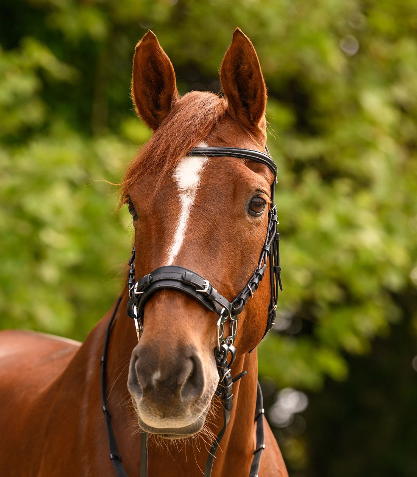 Waldhausen X-Line Snaffle Bridle Bitless Sensitive
