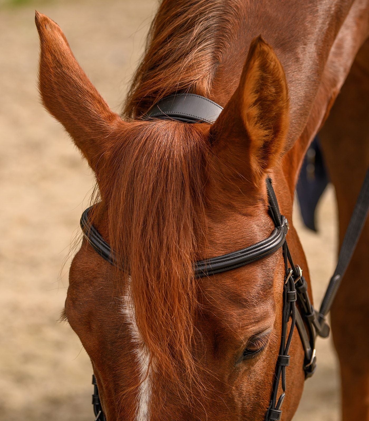 Waldhausen X-Line Snaffle Bridle Bitless Sensitive