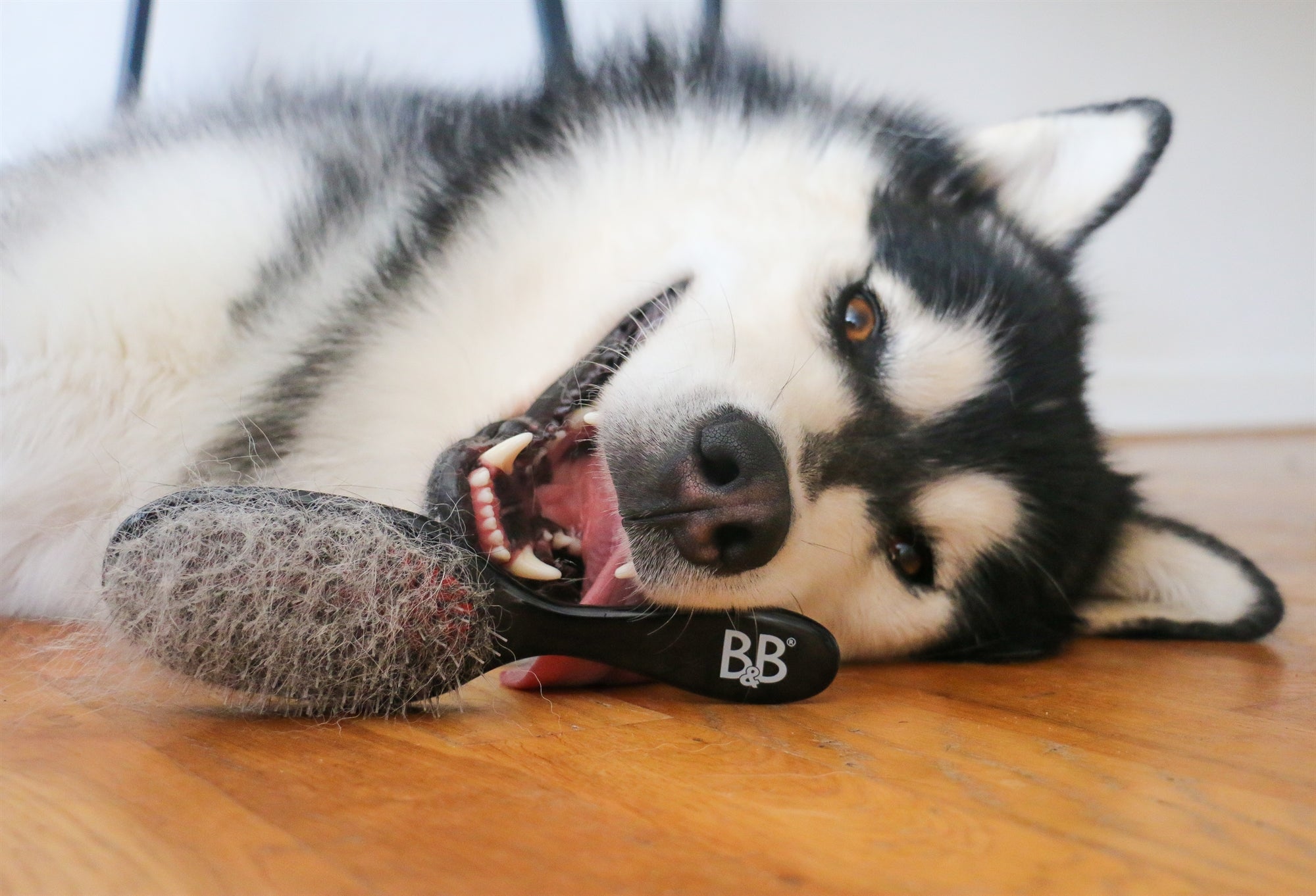Børste til hund