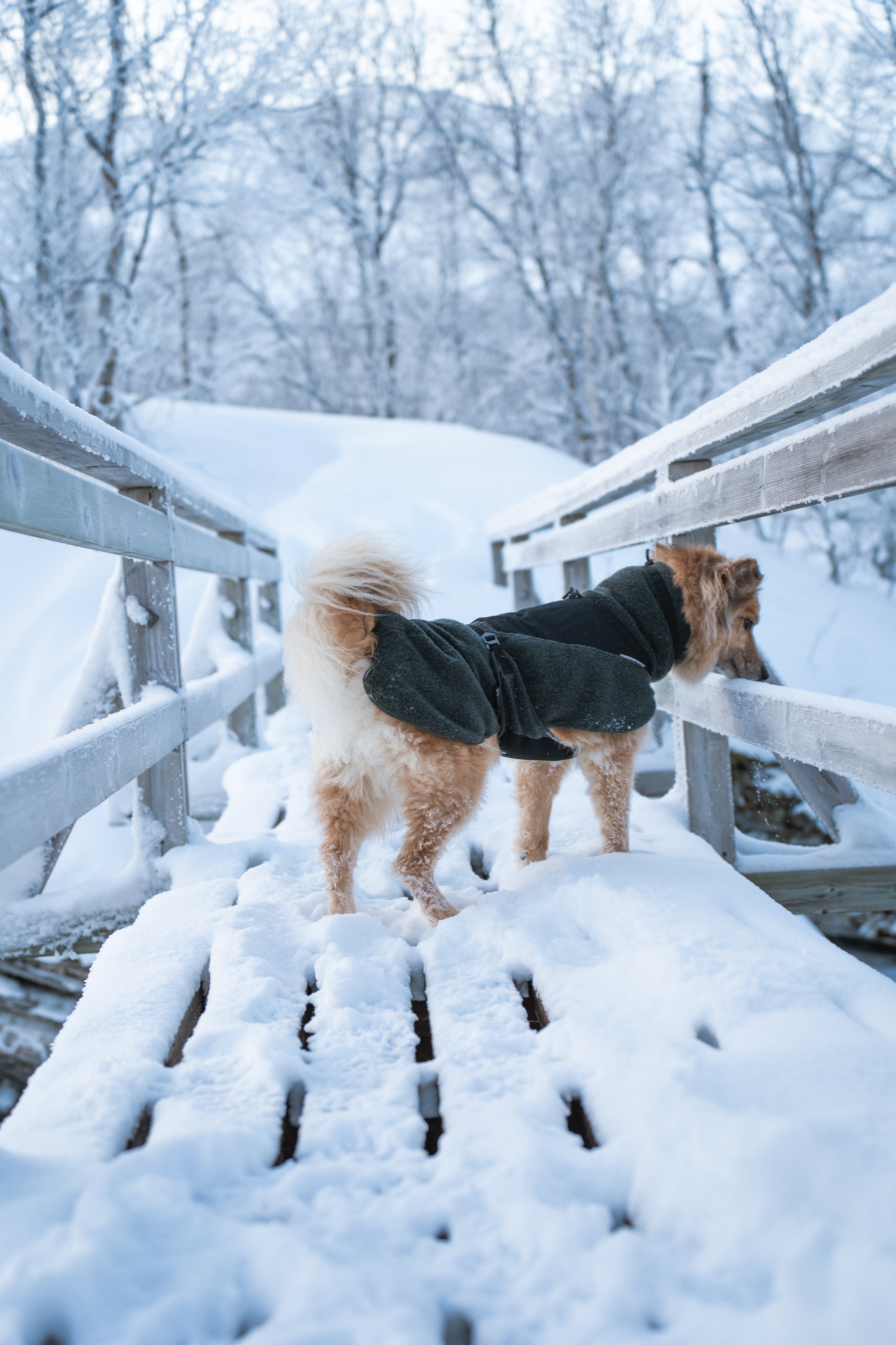 Non-Stop Dogwear Wool Dog Jacket