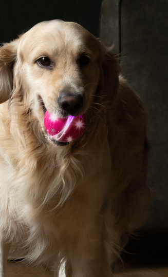 Dog Comets Helix Pink