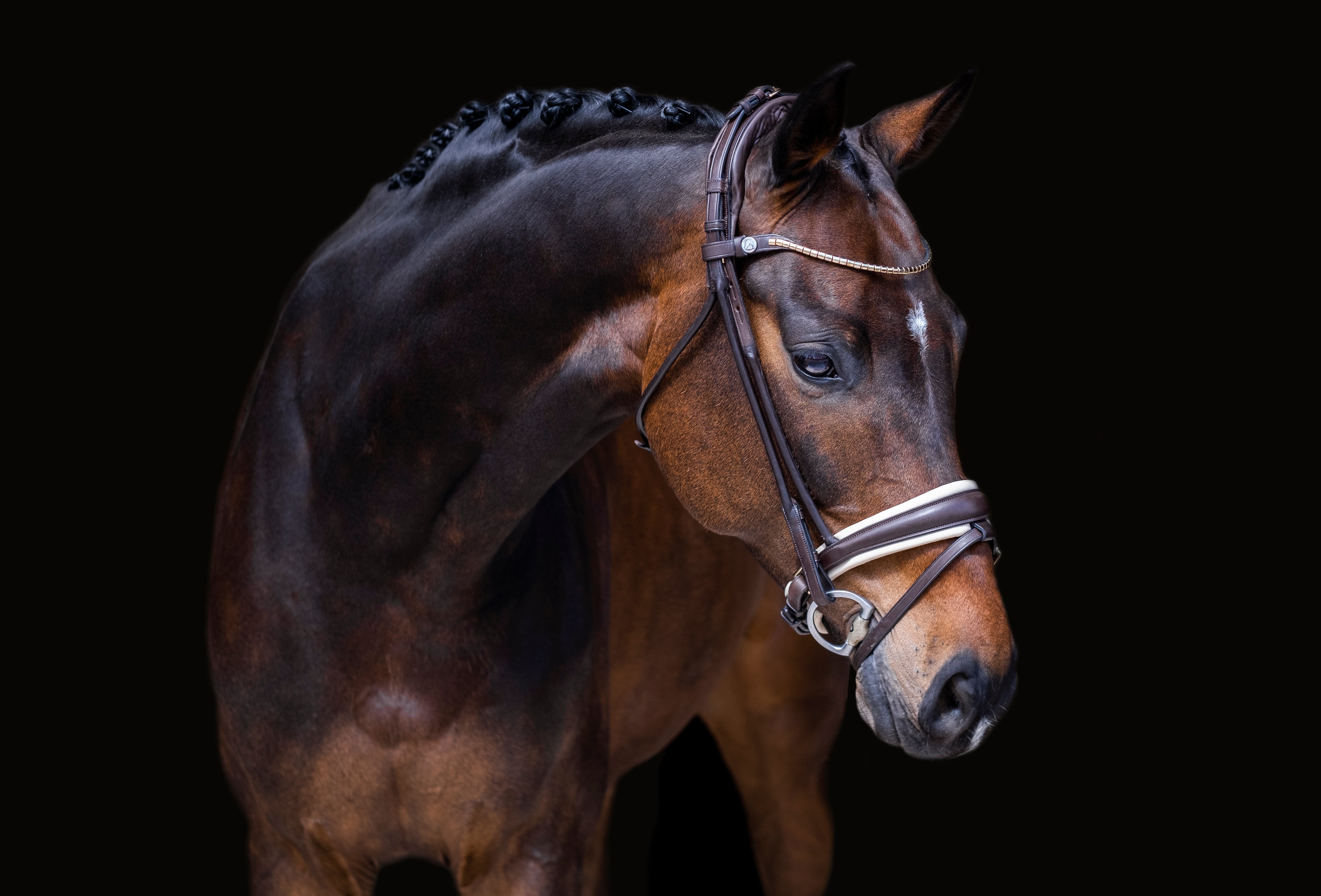 Finesse Bridles Cassidy Trense Version 2.0
