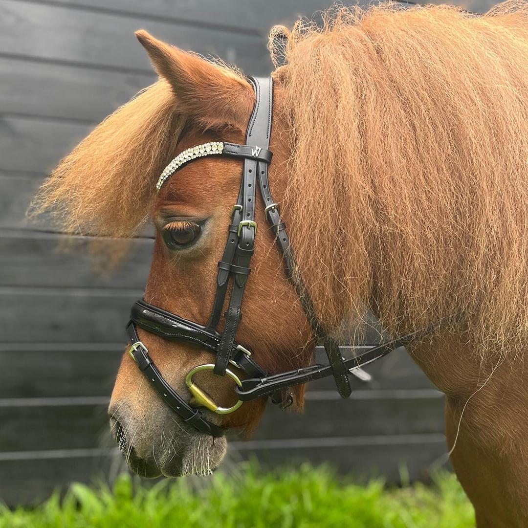 ByWeber Glory Shetland Trense