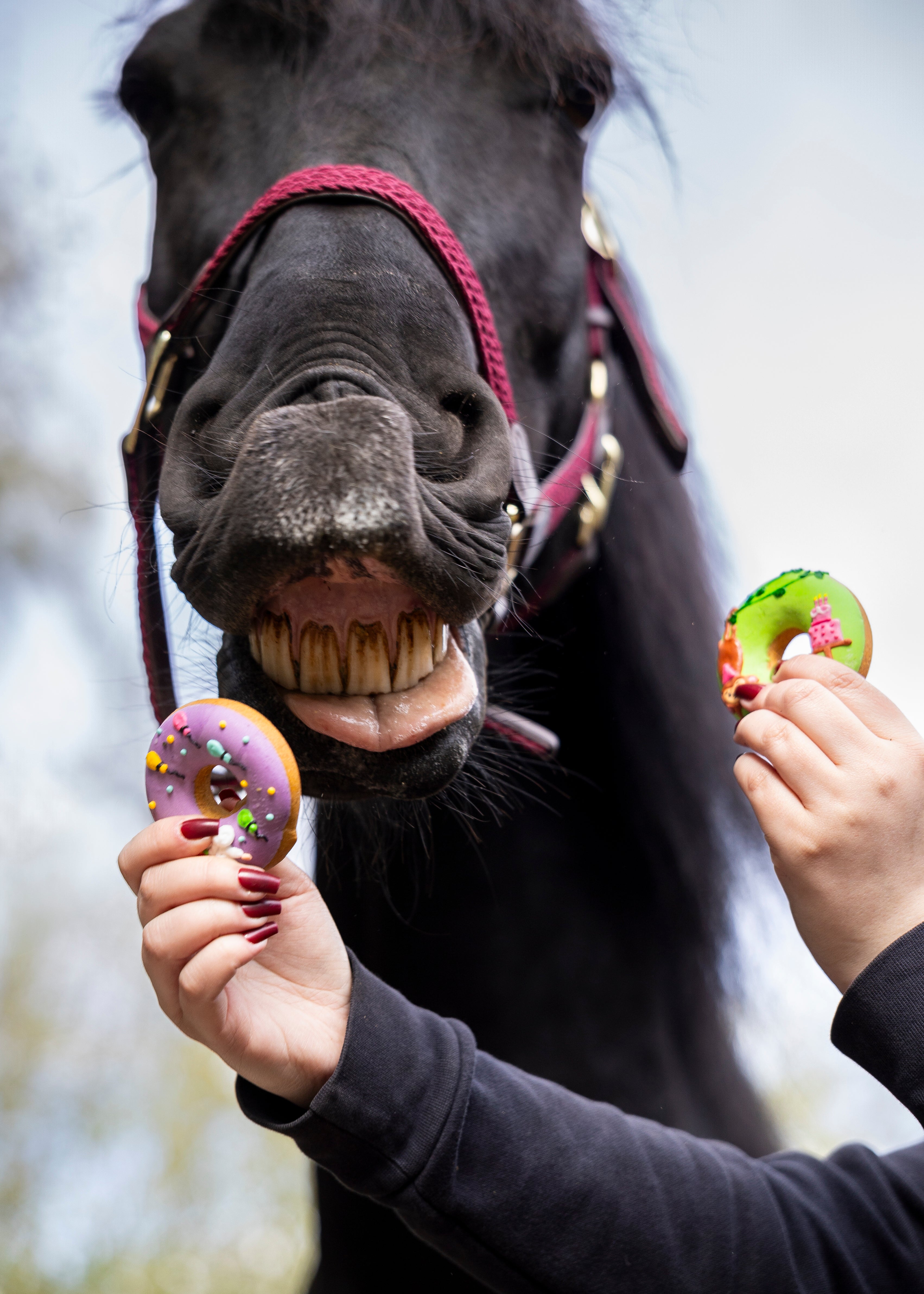 Candy Horse Stable Party Iced Donuts
