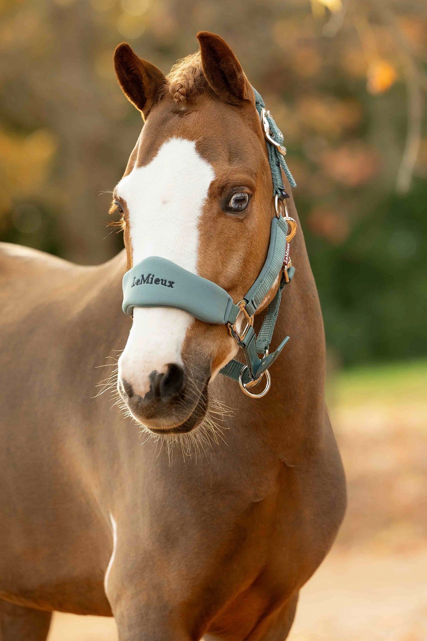 LeMieux Breakaway Vogue Headcollar