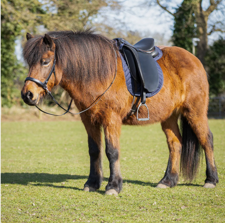 QHP Fjara Icelandic Saddle Pad.