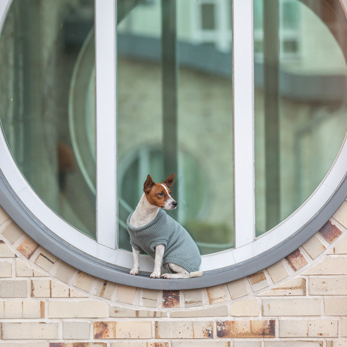 Trixie City Style Berlin Hundetrøje