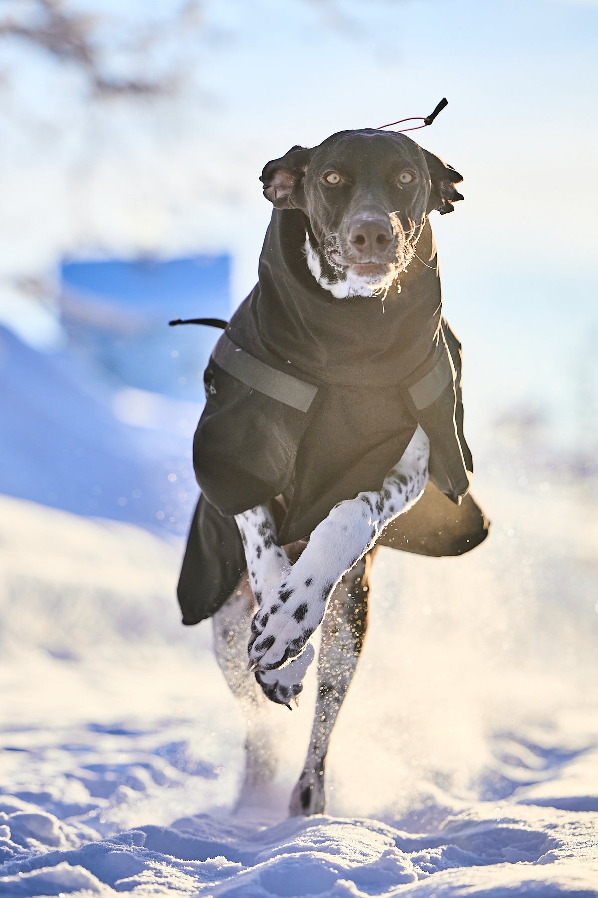 Non-Stop Trekking Insulated Dog Jacket