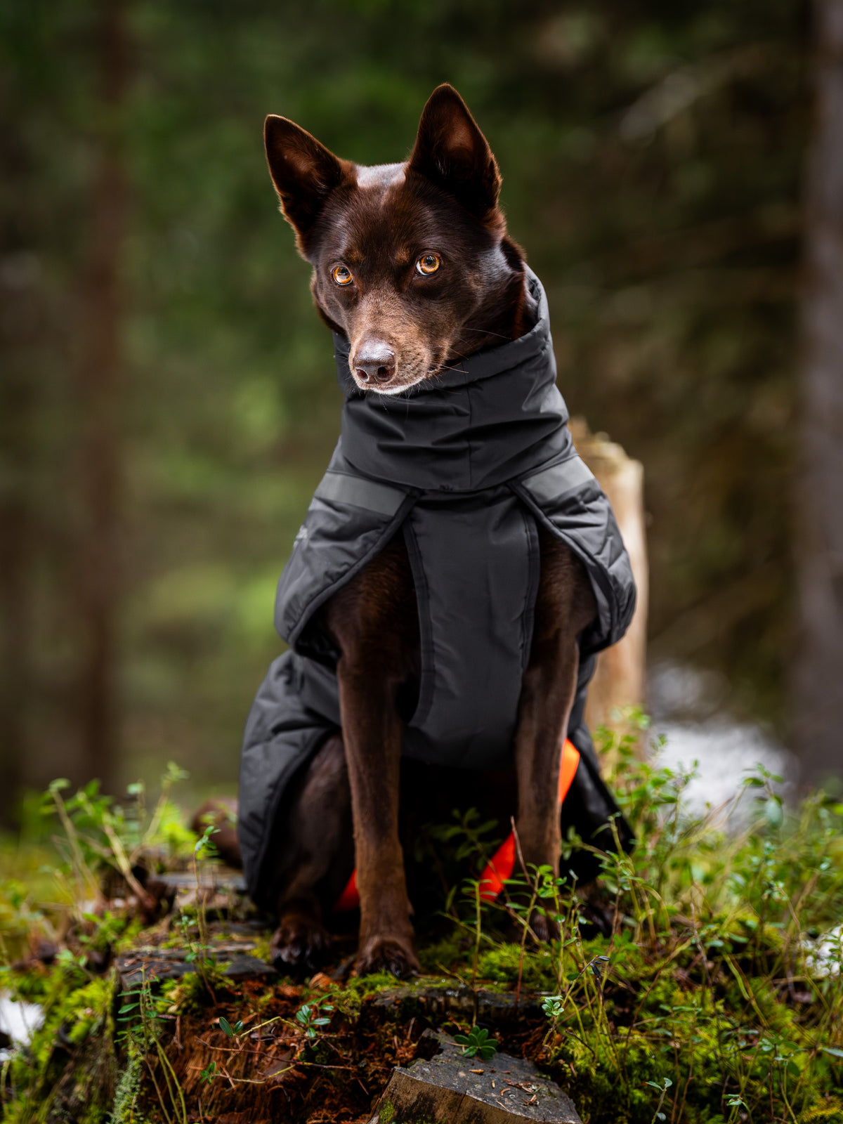 Non-Stop Trekking Insulated Dog Jacket