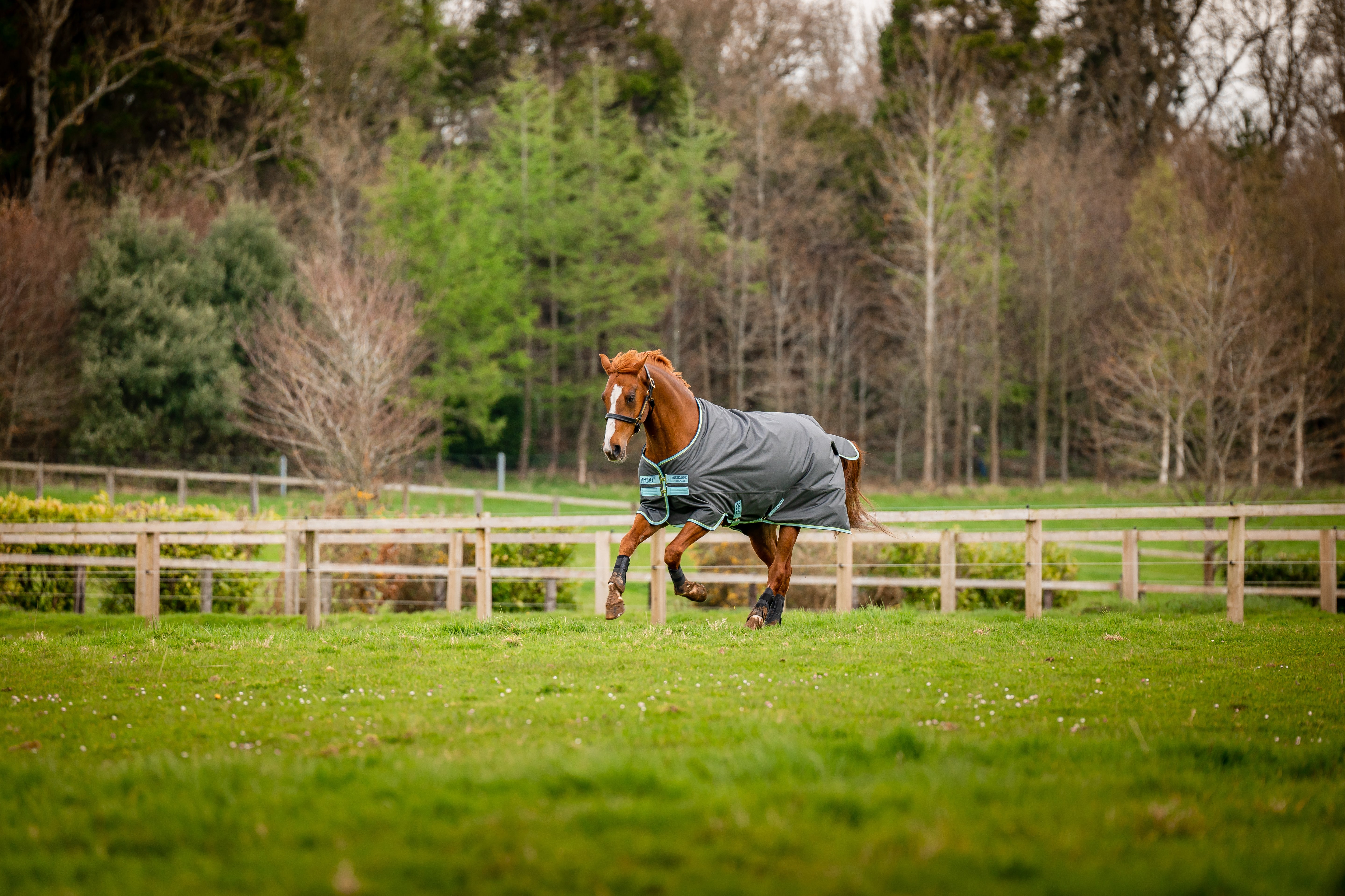 Horseware Pony Amigo Hero Ripstop Plus Medium 200 g. - OUTLET