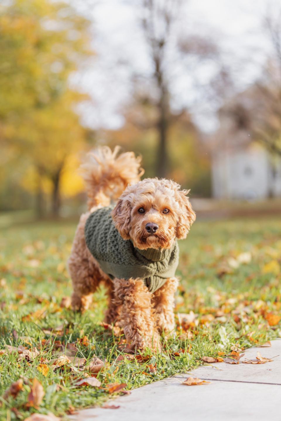 Trixie Norwood hundpullover