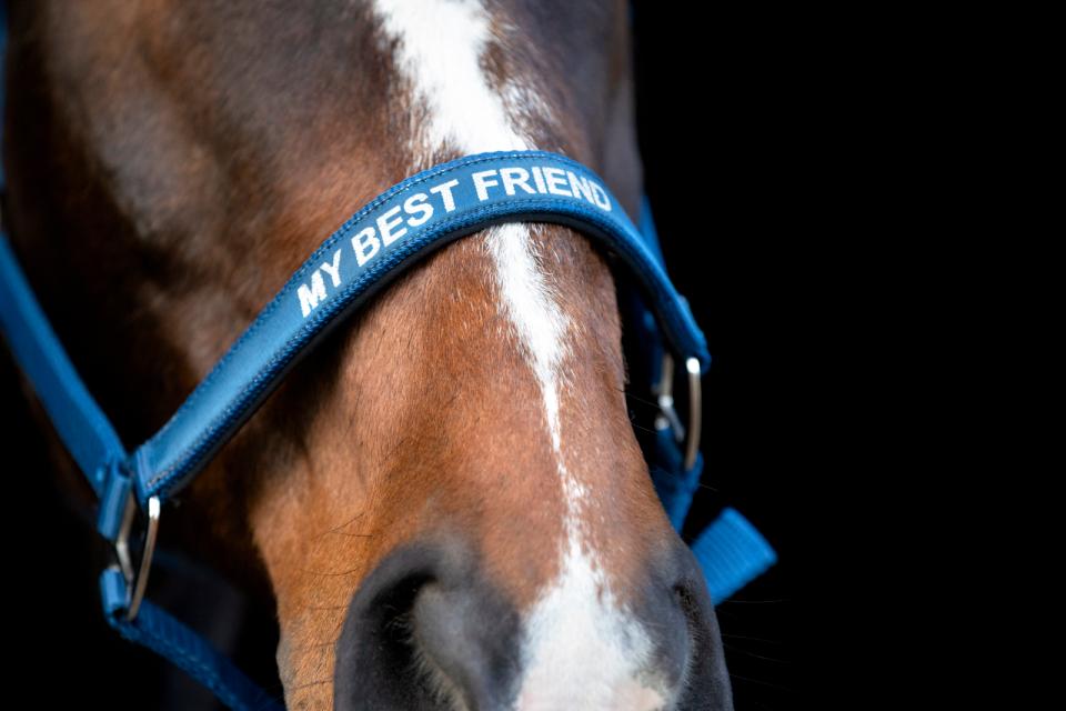 HorseGuard Malva grime "My best friend"