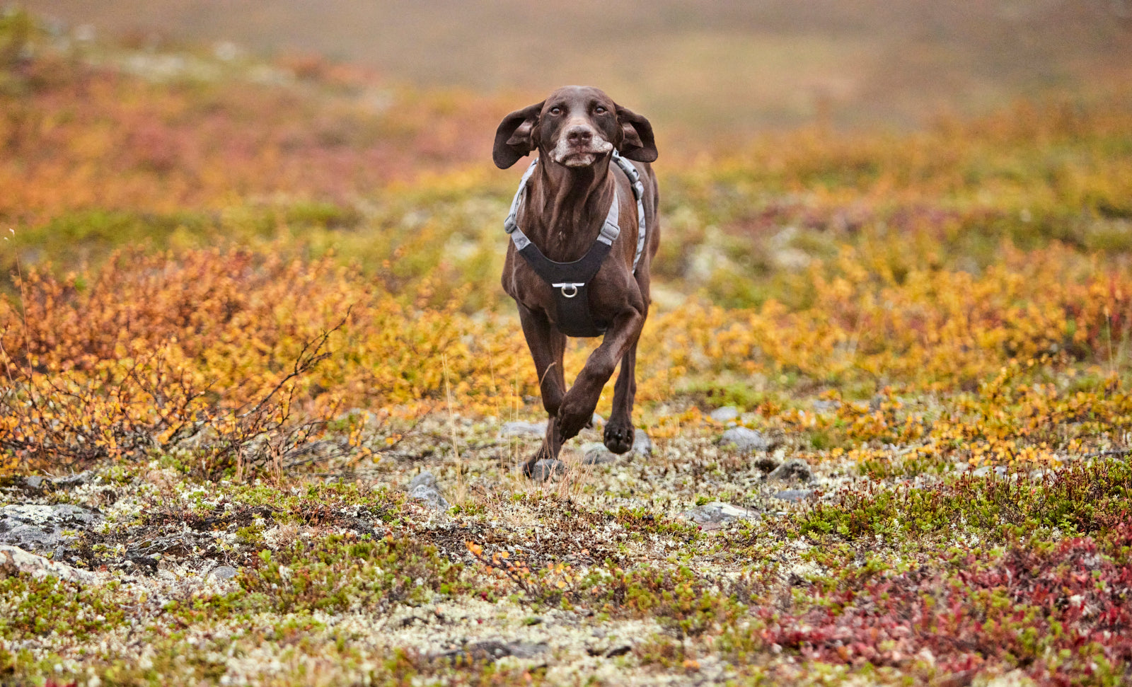 Hurtta Rover Hundesele