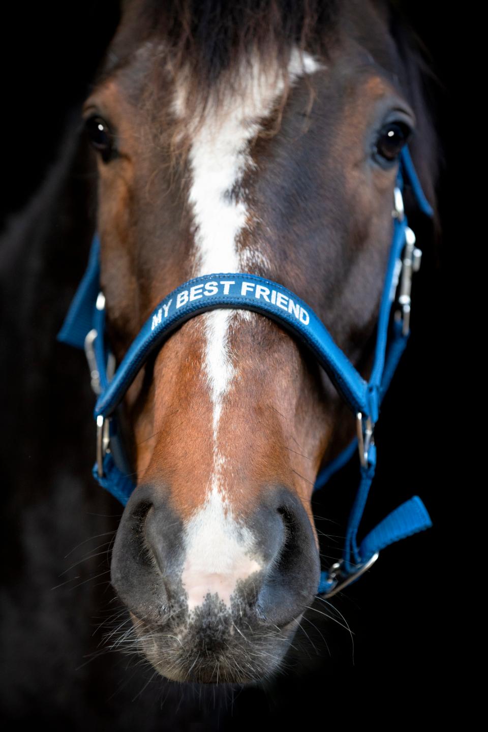 HorseGuard Malva grime "My best friend"