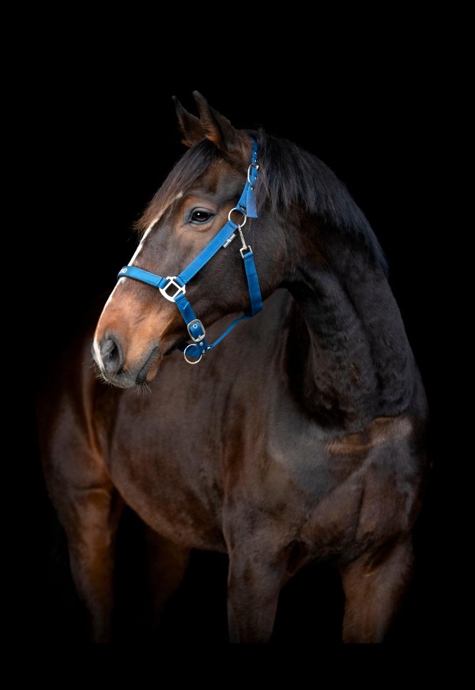 HorseGuard Malva grime "My best friend"