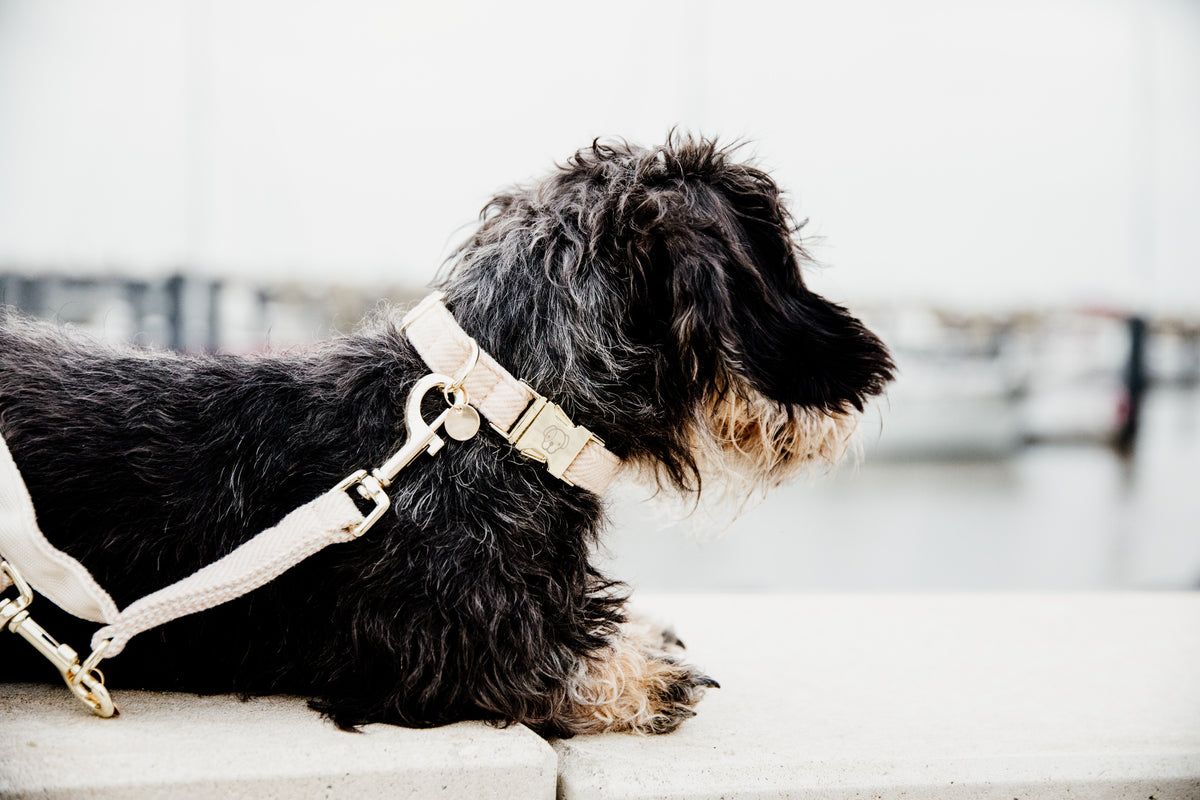 Kentucky Dog Lead Wool Line