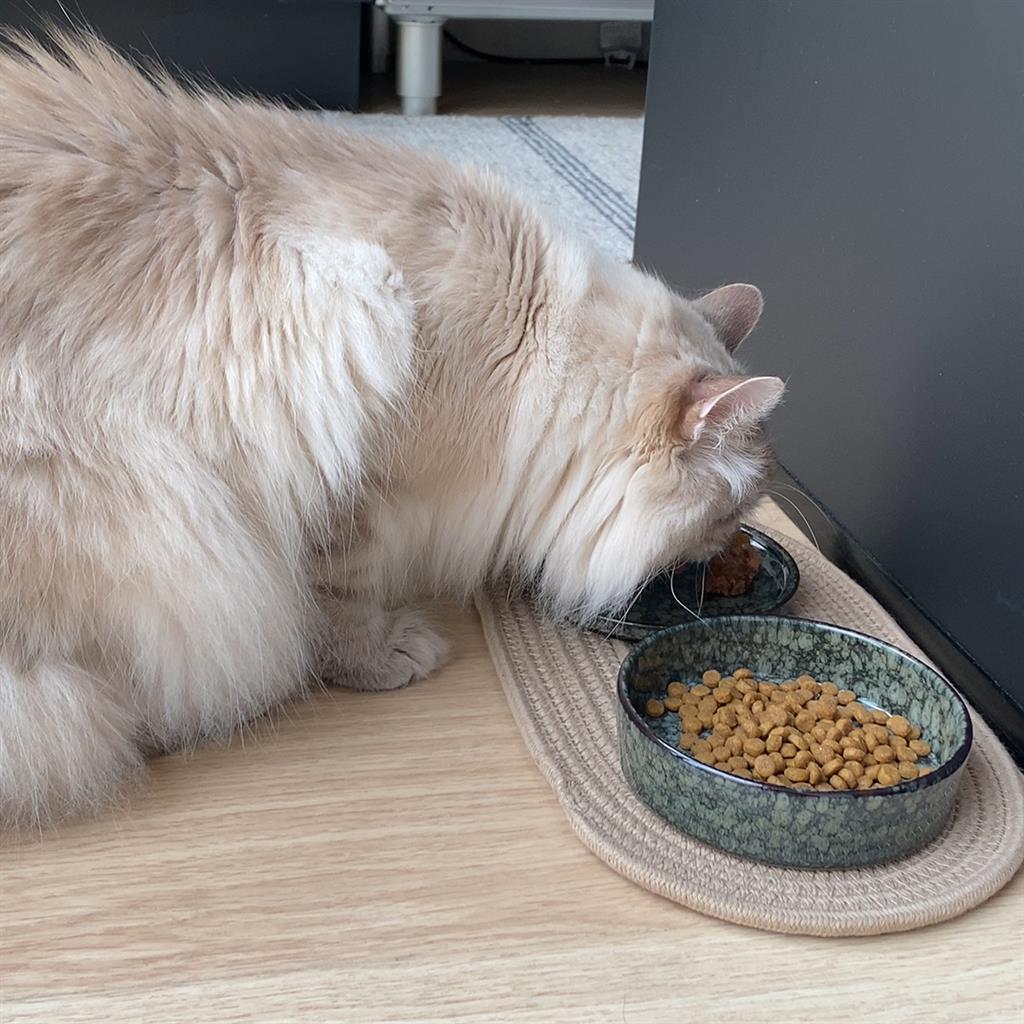 D&D Home Jasper keramikskål til katte