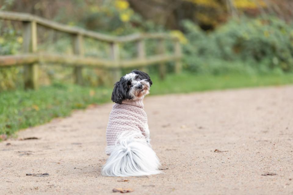 Trixie Norwood hundpullover
