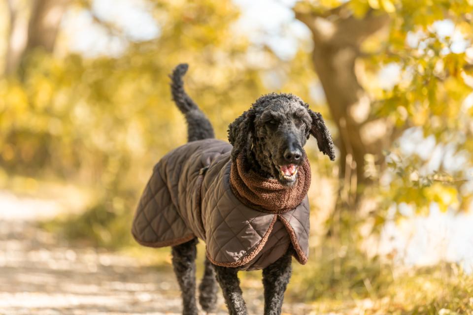 Trixie Minot Sherpa hundejakke