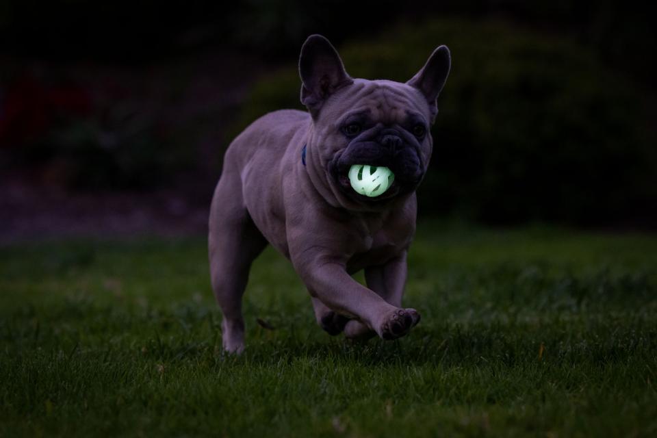 ChuckIt Max Glow Air Fetch Bold
