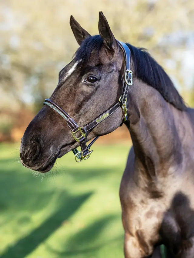 LeMieux Rope Control Headcollar Brown