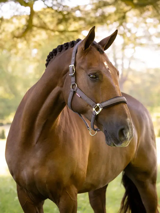 LeMieux Heritage Headcollar