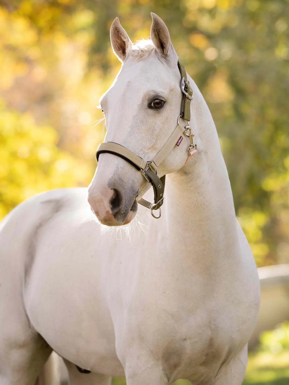 LeMieux Medley Headcollar