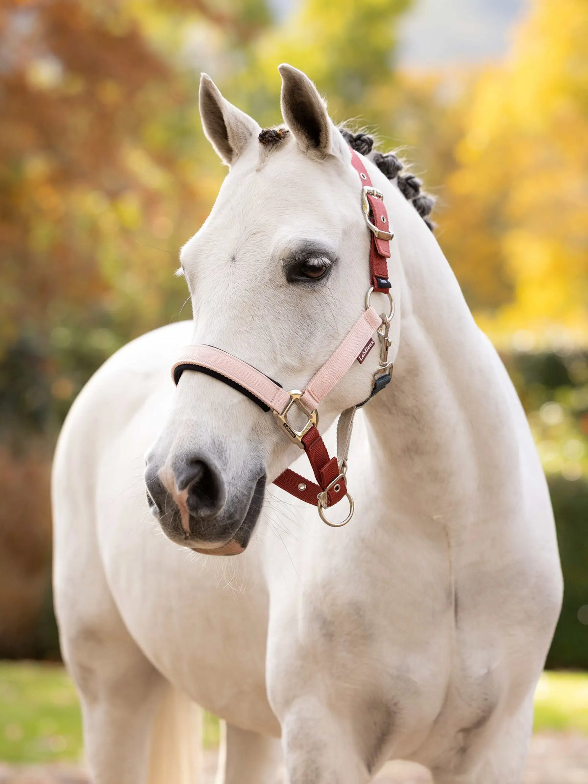 LeMieux Medley Headcollar