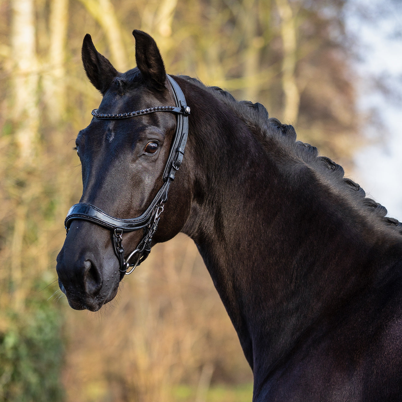 QHP Bridle FaySport Blackpearl