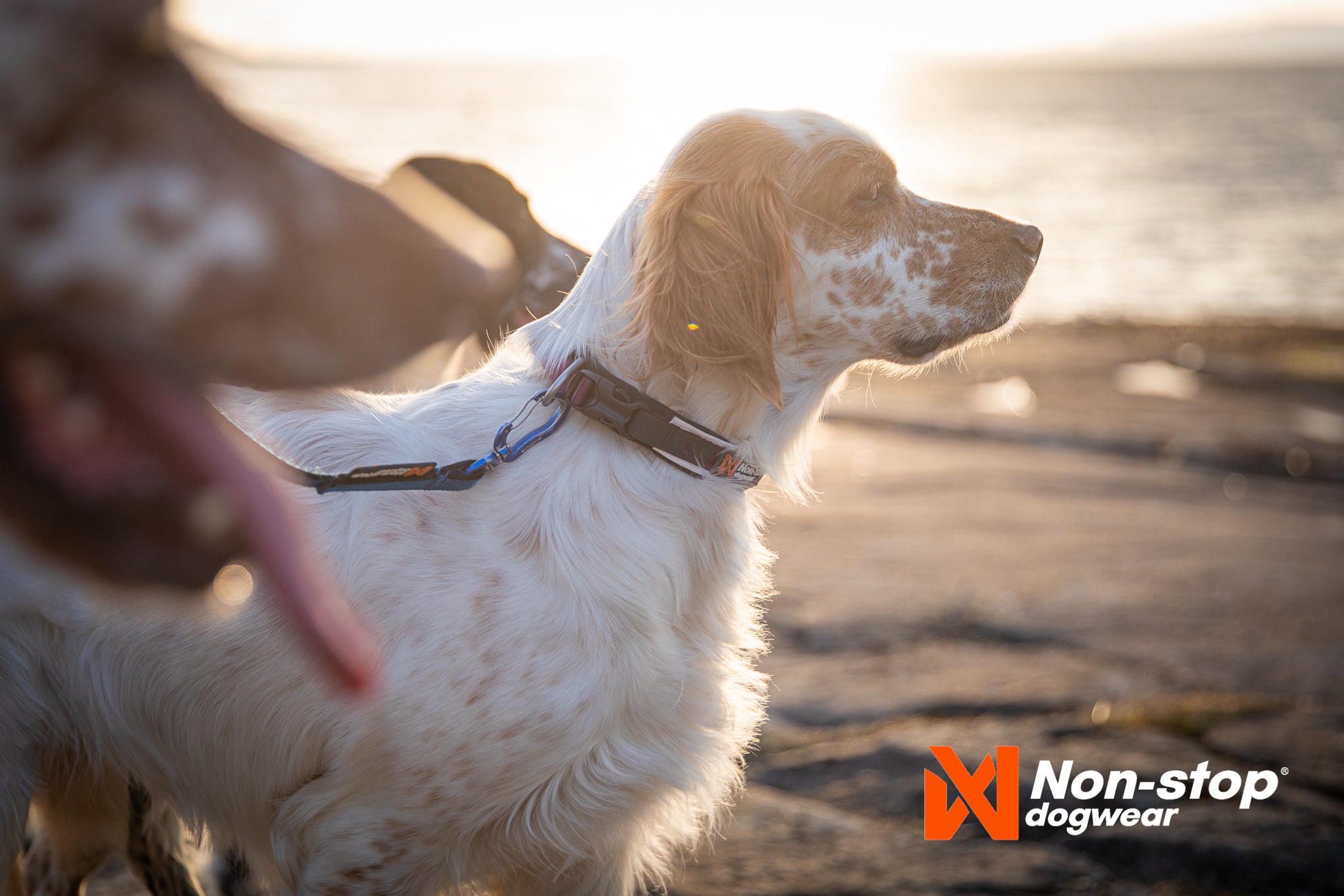 Non-Stop Dogwear Roam Halsbånd