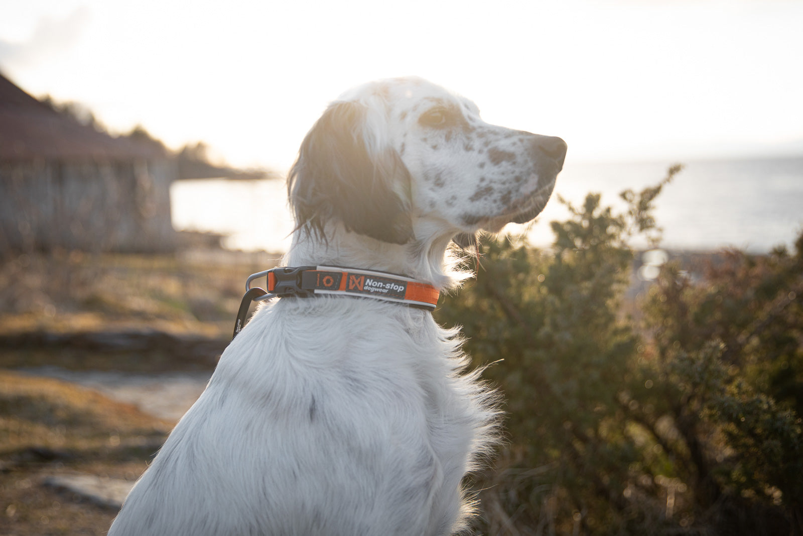 Non-Stop Dogwear Roam Halsbånd