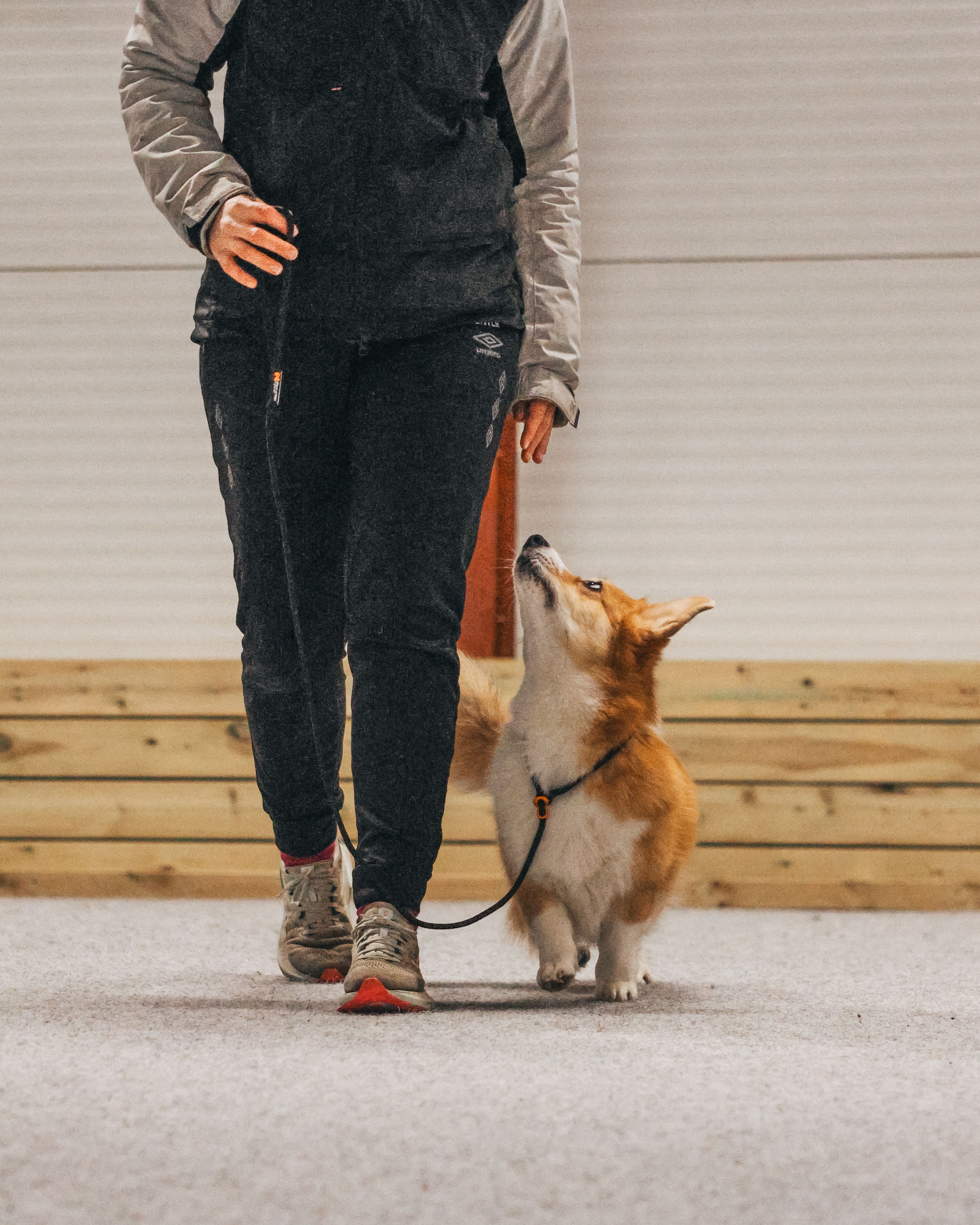 Non-Stop Dogwear Retriever Leash