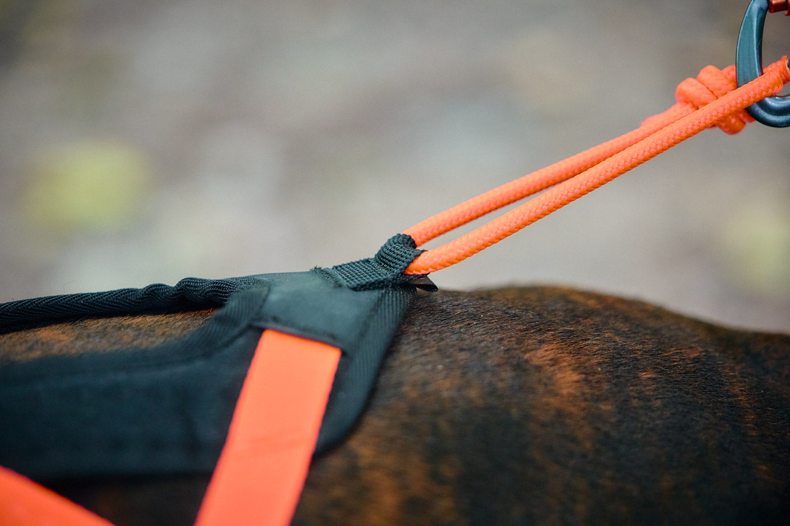 Non-Stop Dogwear Rush Sele